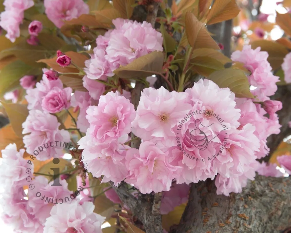Prunus serrulata 'Kanzan' - XL+