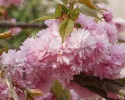 Prunus serrulata 'Kiku-Shidare-Zakura'