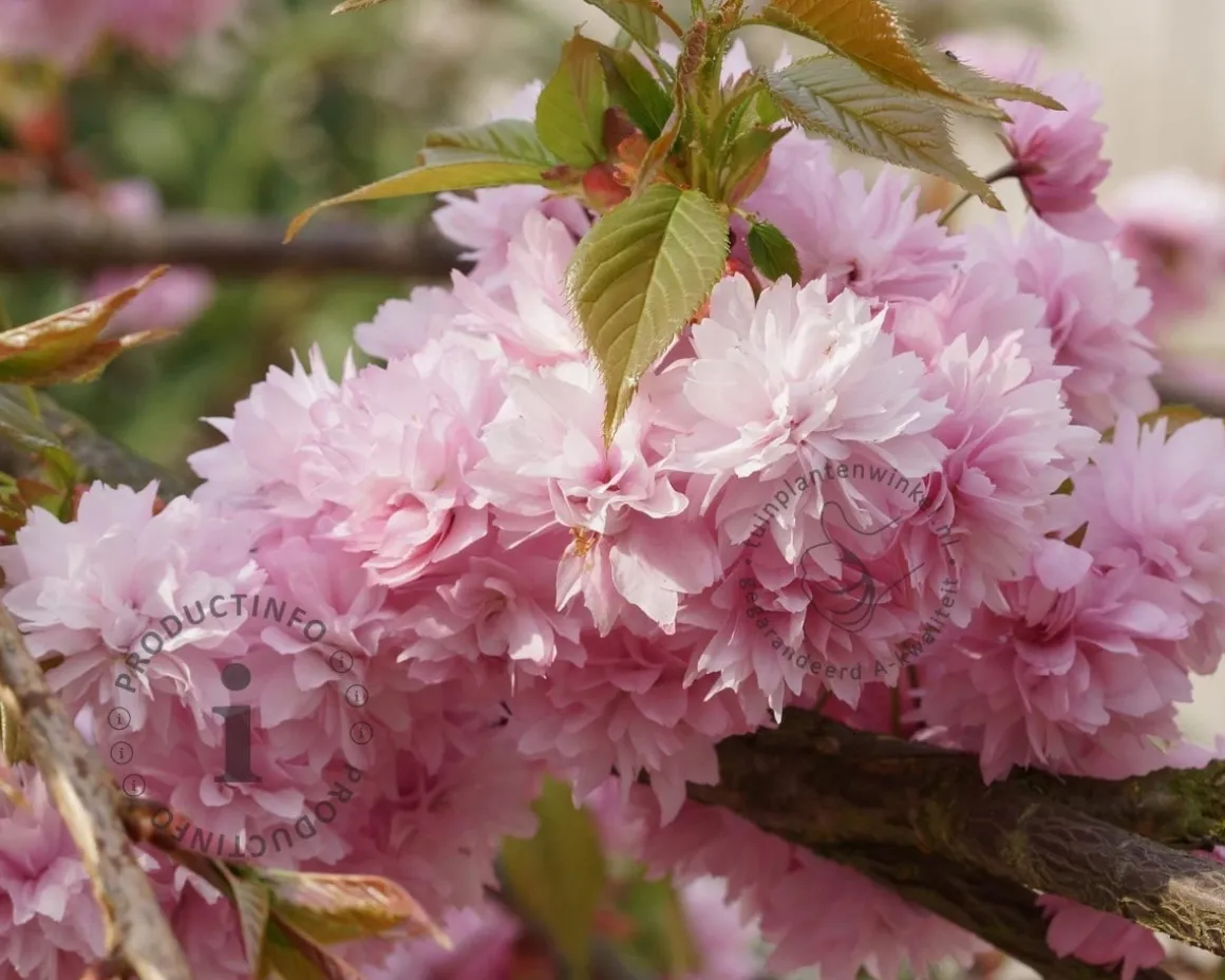 Prunus serrulata 'Kiku-Shidare-Zakura'