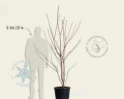 Prunus serrulata 'Royal Burgundy' - meerstammig