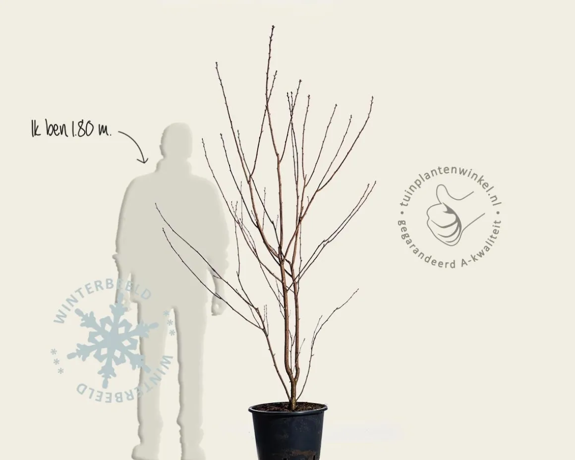 Prunus serrulata 'Royal Burgundy' - meerstammig