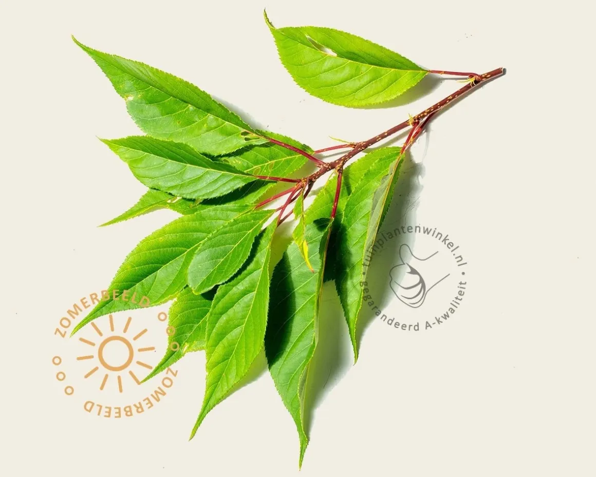 Prunus serrulata 'Ukon' - meerstammig