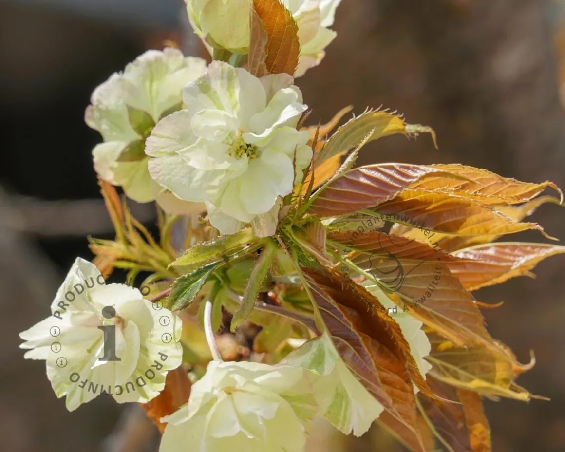 Prunus serrulata 'Ukon' - meerstammig