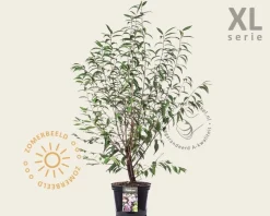 Prunus serrula - XL