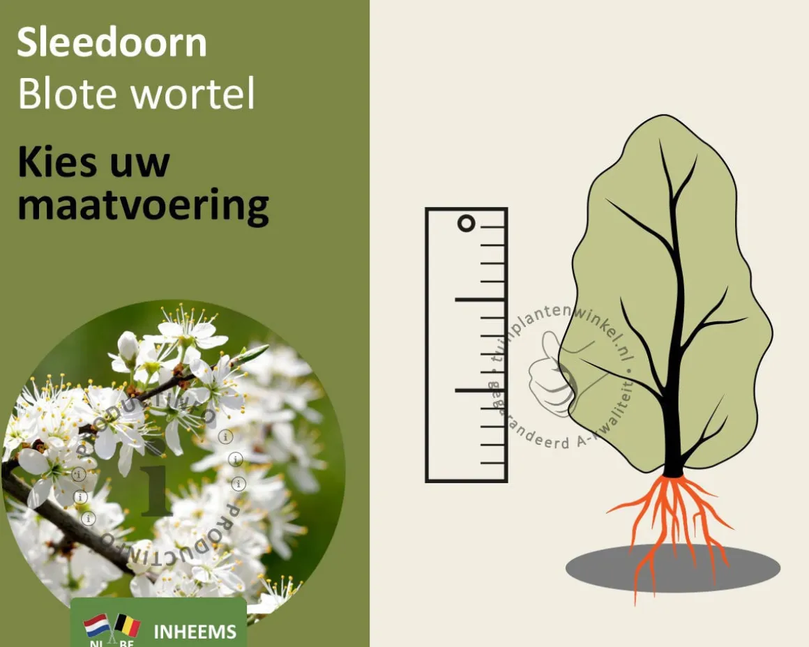 Prunus spinosa - blote wortel