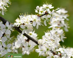 Prunus spinosa - blote wortel