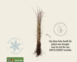 Prunus spinosa - blote wortel