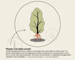 Prunus spinosa - blote wortel
