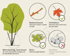 Prunus 'Spire' - meerstammig