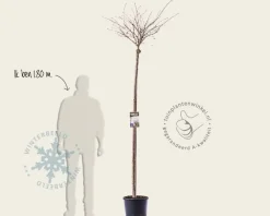 Prunus subhirtella 'Autumnalis Rosea' - 180 cm stam