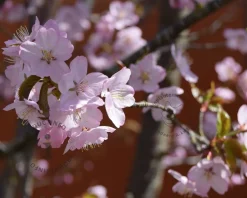 Prunus subhirtella 'Autumnalis Rosea' - 180 cm stam