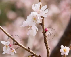 Prunus subhirtella 'Autumnalis' - meerstammig