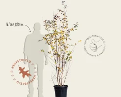 Prunus 'The Bride' - meerstammig