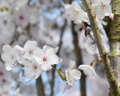 Prunus 'The Bride' - meerstammig