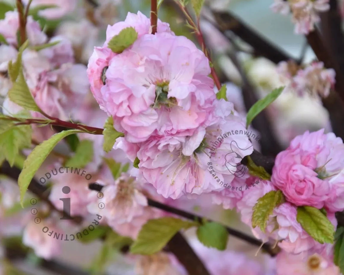 Prunus triloba - op stam