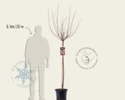 Prunus triloba - op stam