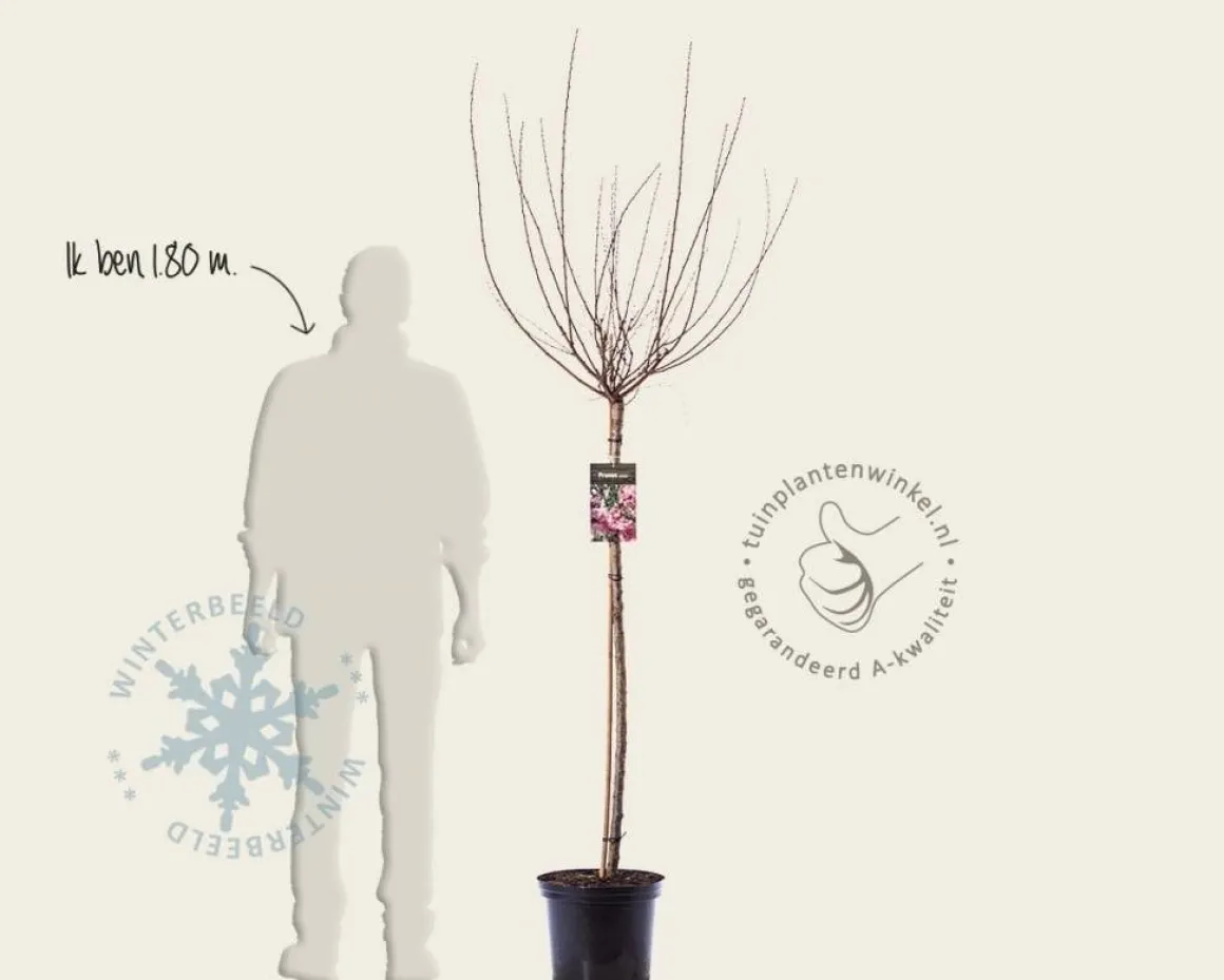 Prunus triloba - op stam