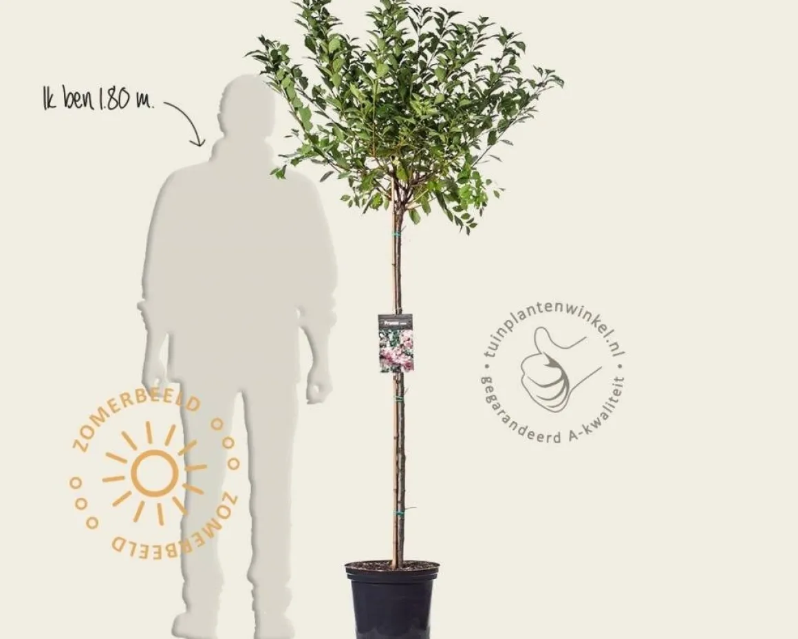 Prunus triloba - op stam