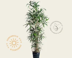 Pseudosasa japonica