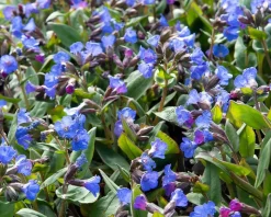 Pulmonaria 'Blue Ensign'