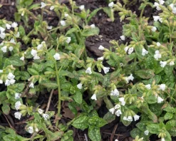 Pulmonaria officinalis 'Sissinghurst White'
