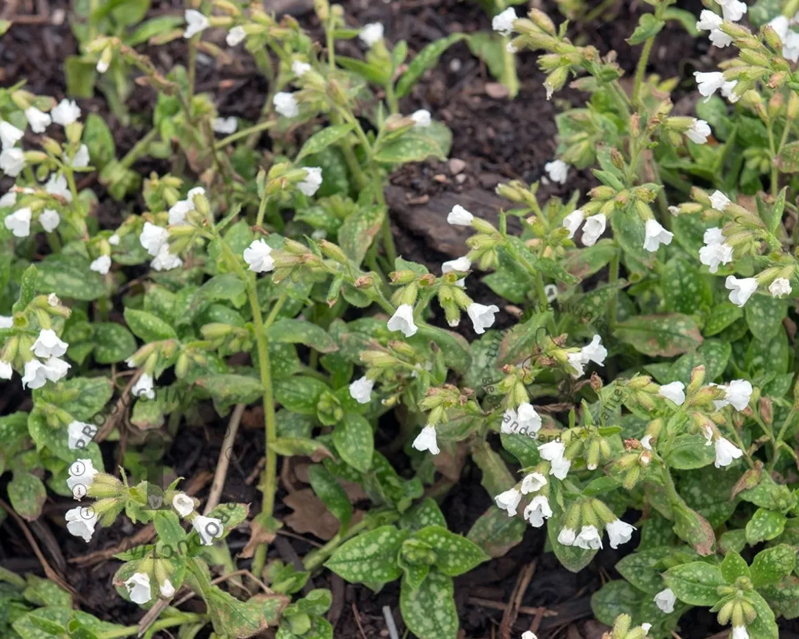 Pulmonaria officinalis 'Sissinghurst White'