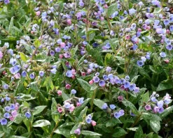 Pulmonaria saccharata 'Mrs. Moon'
