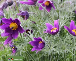 Pulsatilla vulgaris