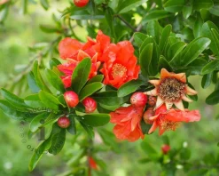 Punica granatum - halfstam