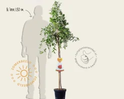 Punica granatum - halfstam