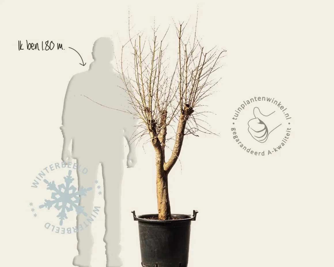Punica granatum - oude laagstam