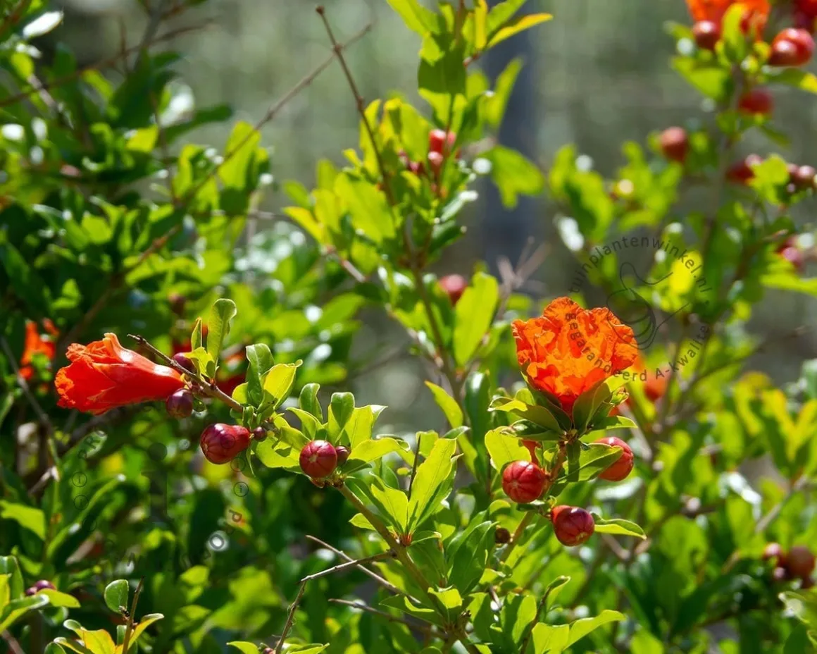Punica granatum - oude laagstam