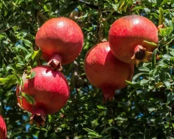 Punica granatum - zeer oude laagstam