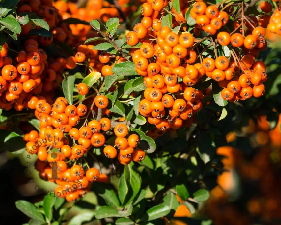 Pyracantha coccinea 'Orange Glow'