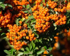 Pyracantha coccinea 'Orange Glow' - XL