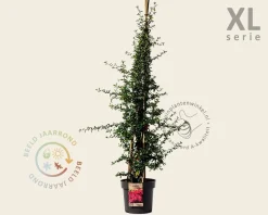 Pyracantha coccinea 'Red Column' - XL