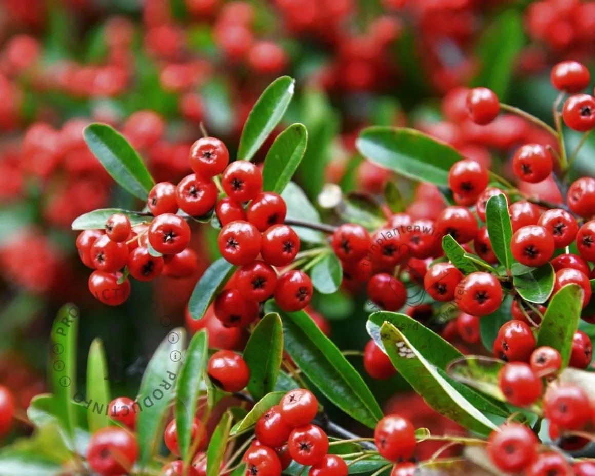 Pyracantha coccinea 'Red Column' - XL