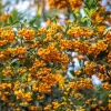 Pyracantha coccinea 'Saphyr Jaune' - XL