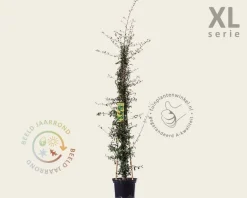 Pyracantha coccinea 'Saphyr Jaune' - XL