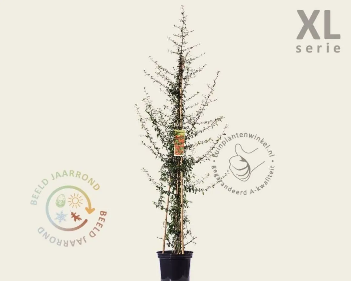 Pyracantha coccinea 'Saphyr Orange' - XL