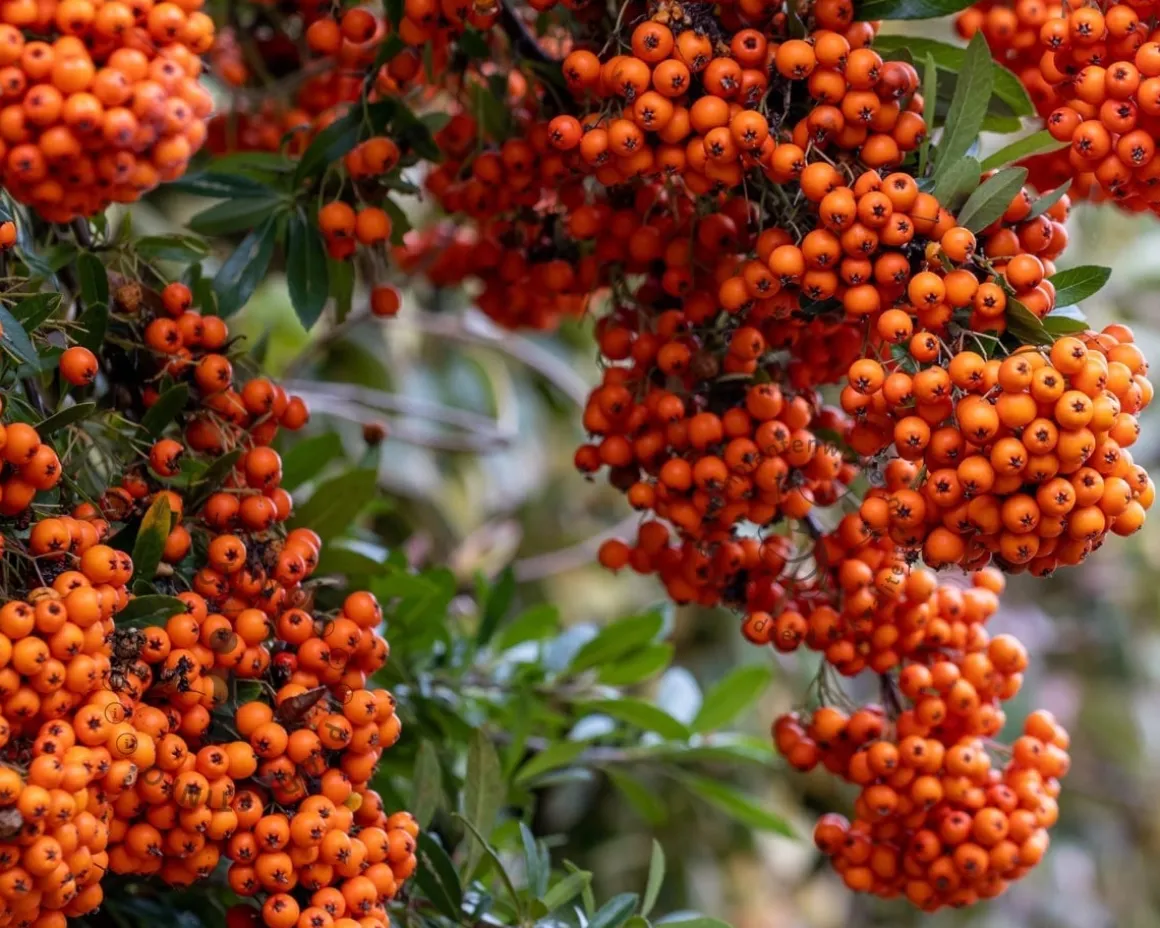 Pyracantha coccinea 'Saphyr Orange' - XL