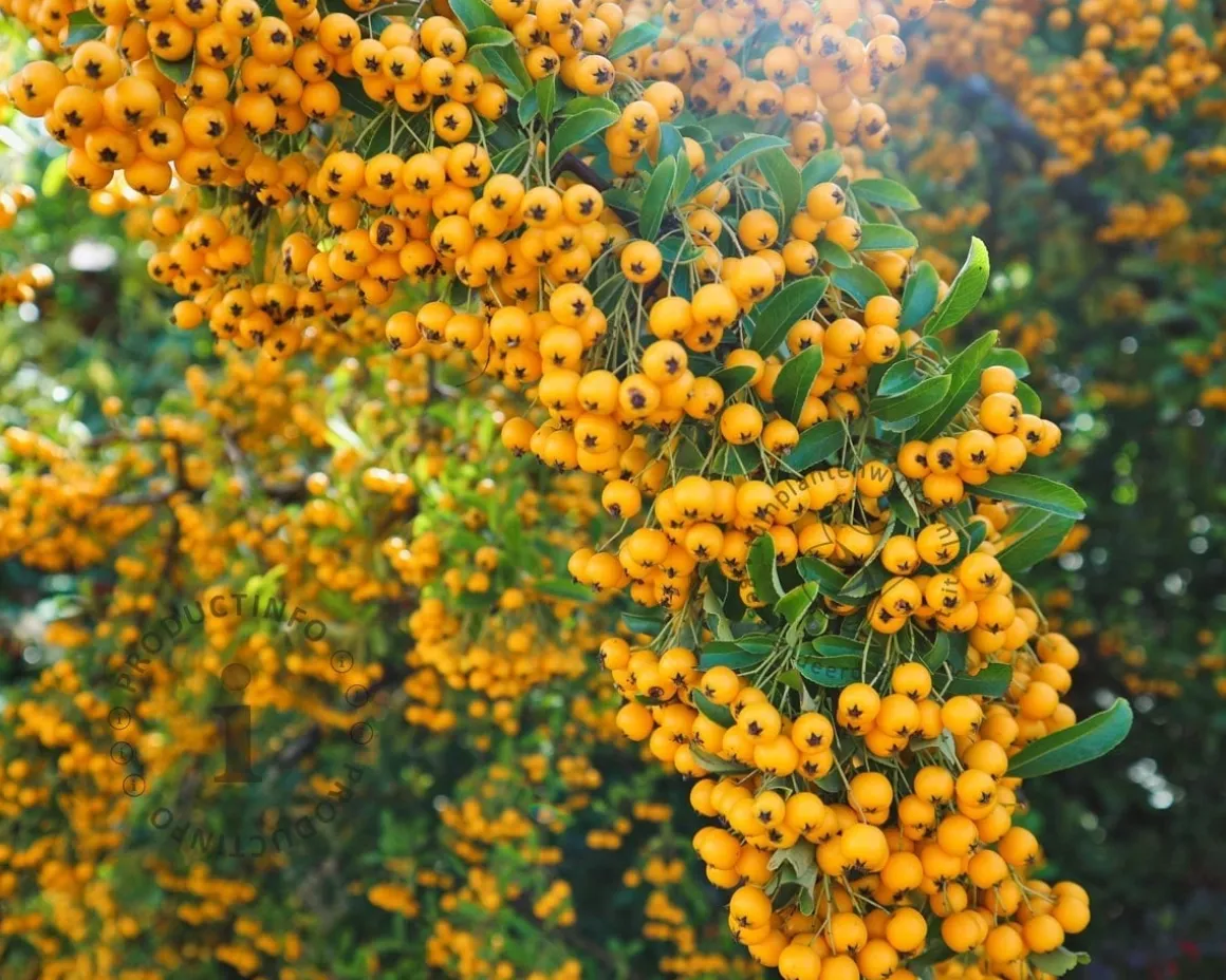 Pyracantha coccinea 'Soleil d'Or'