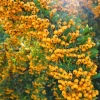 Pyracantha coccinea 'Soleil d'Or' - XL