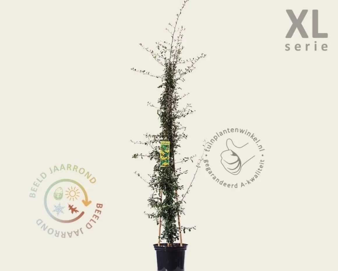 Pyracantha coccinea 'Soleil d'Or' - XL