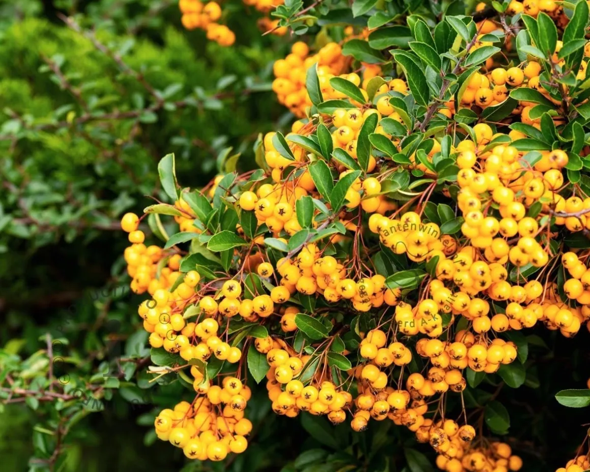 Pyracantha 'Golden Charmer' - XL