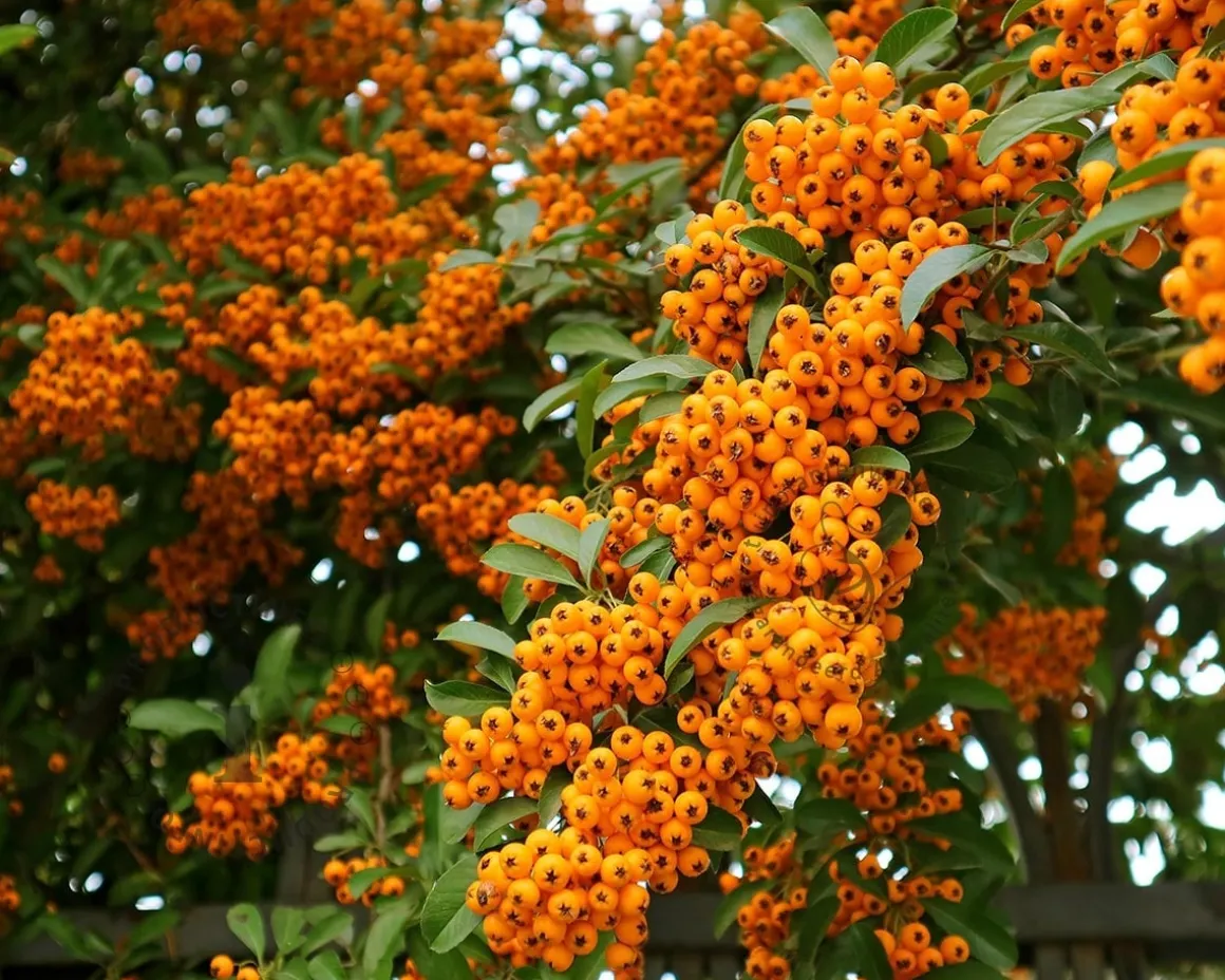 Pyracantha 'Orange Charmer'