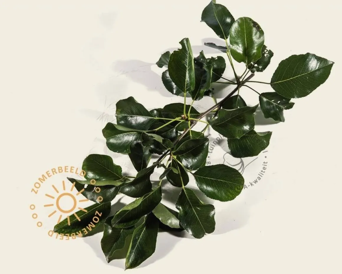Pyrus calleryana 'Chanticleer'