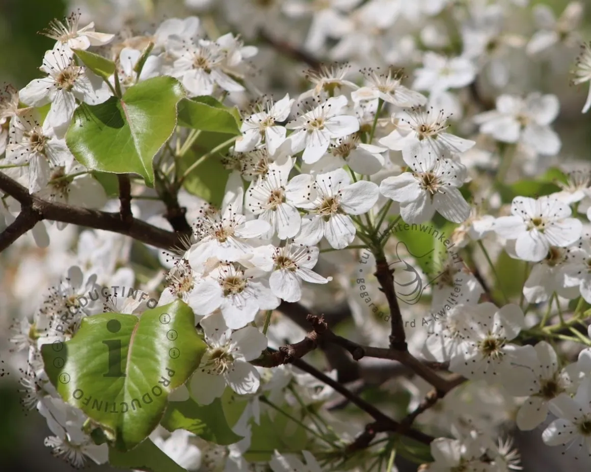 Pyrus calleryana 'Chanticleer'