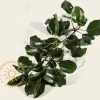 Pyrus calleryana 'Chanticleer' - beveerd