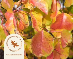 Pyrus calleryana 'Chanticleer' - beveerd